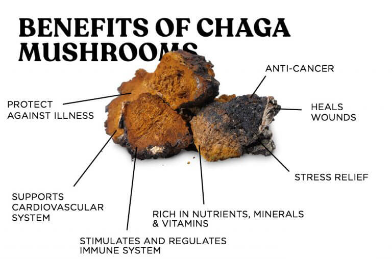 100% Natural Chaga Mushroom Powder Nourish the Skin and Hair Cancer Prevention Free Shipping