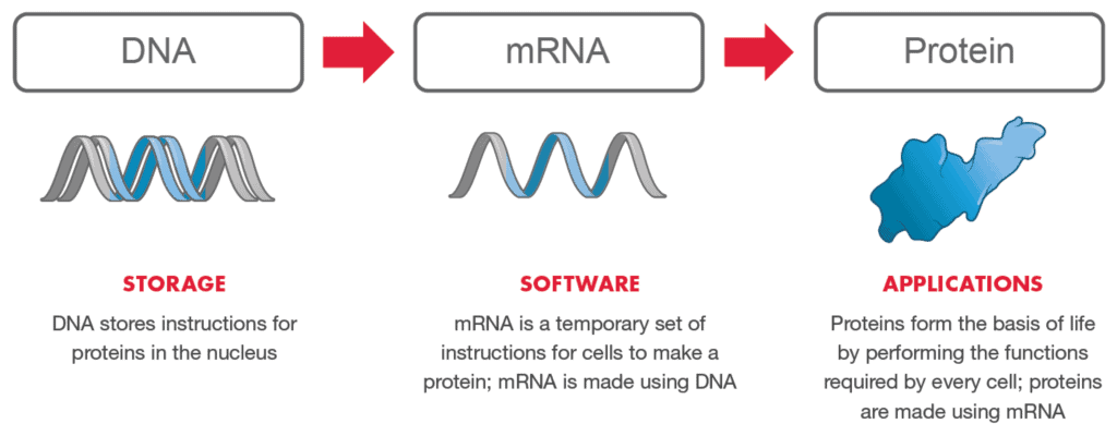 El sistema operativo de las vacunas de ARNm "software de la vida". Crédito de la imagen: Moderna